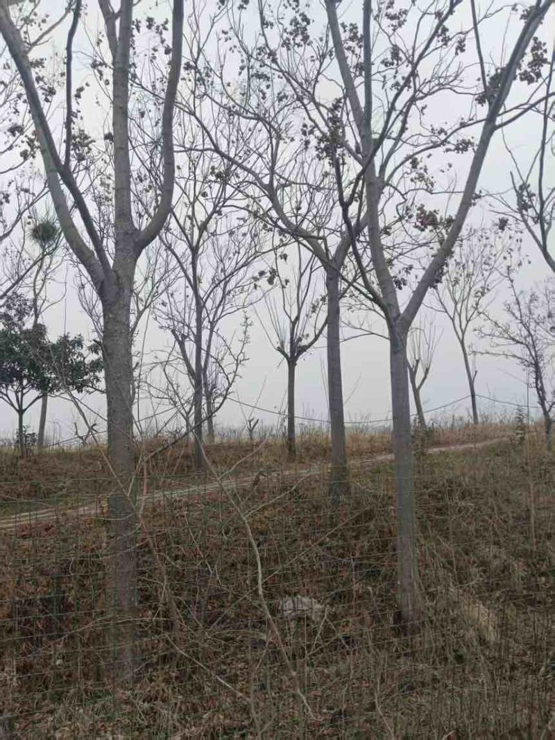 襄阳鱼塘出租，合同面积66亩，实际可用80亩