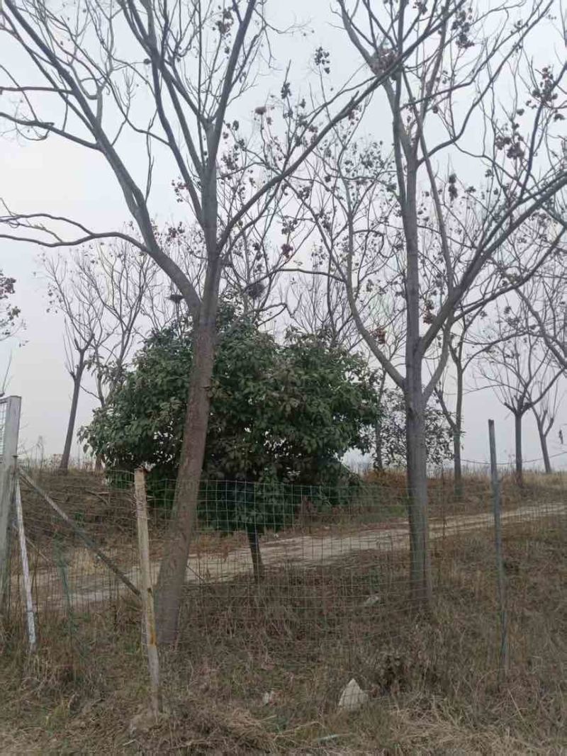 襄阳鱼塘出租，合同面积66亩，实际可用80亩