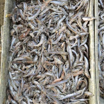 鳀鱼，饲料鱼