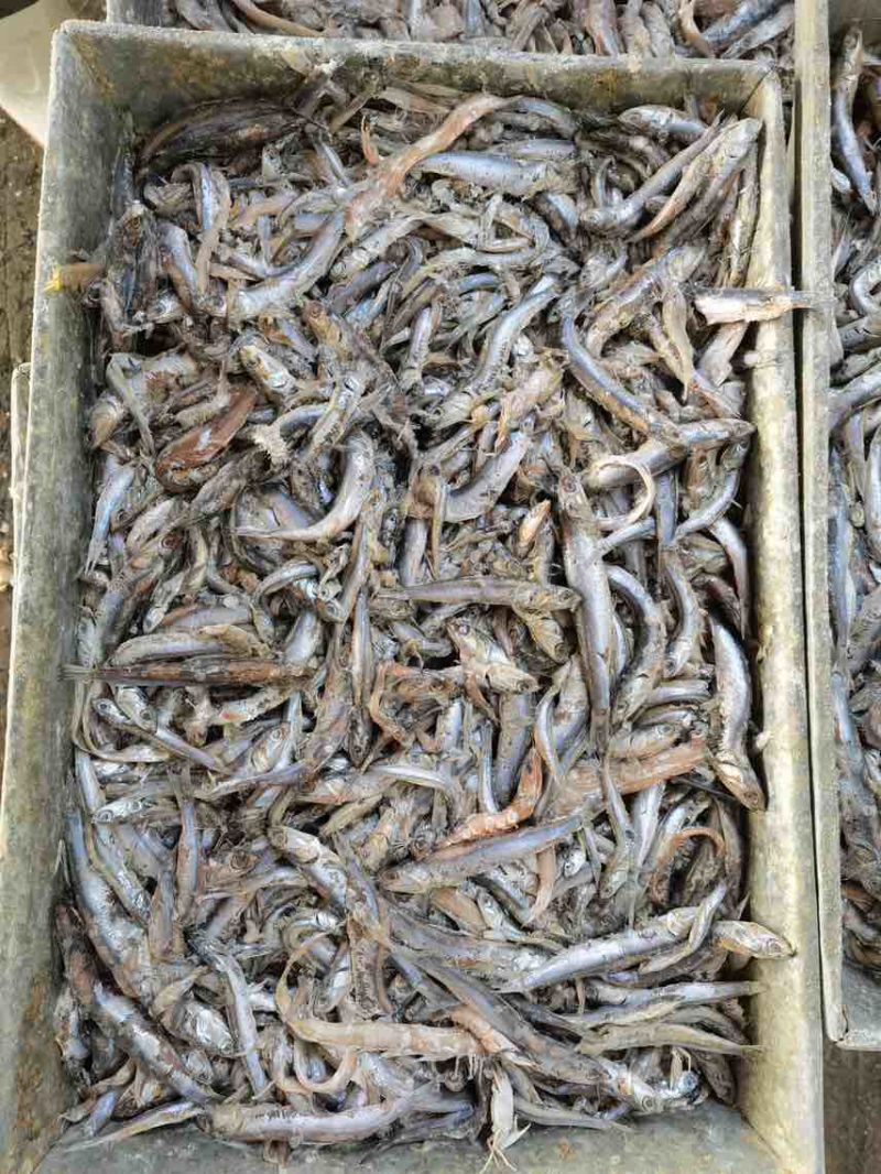 鳀鱼，饲料鱼
