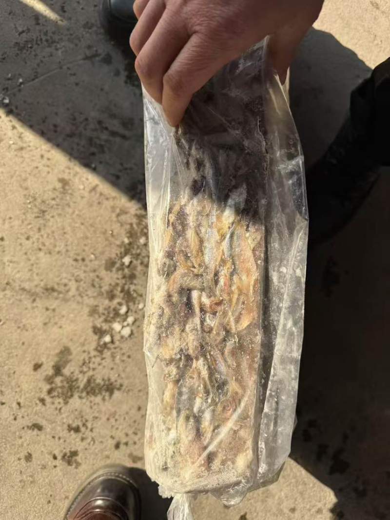鳀鱼，饲料鱼