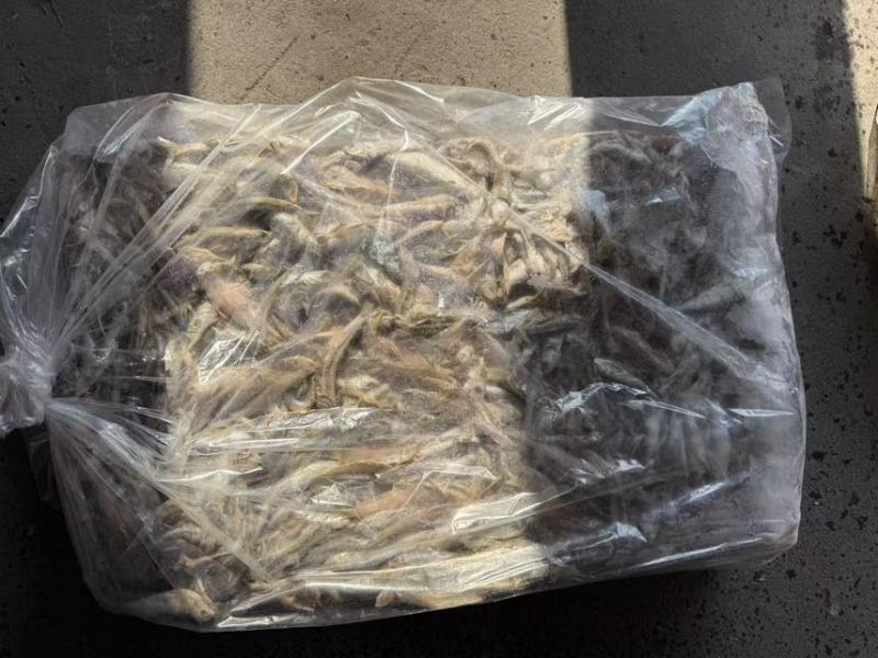 鳀鱼，饲料鱼