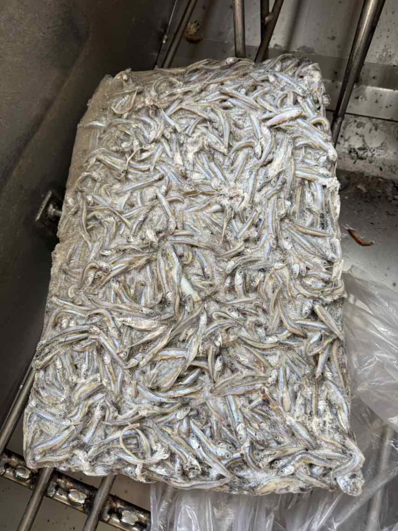 鳀鱼，饲料鱼