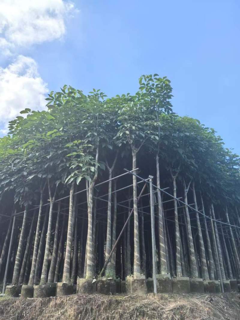 红花风铃木3-12，大量低价出售