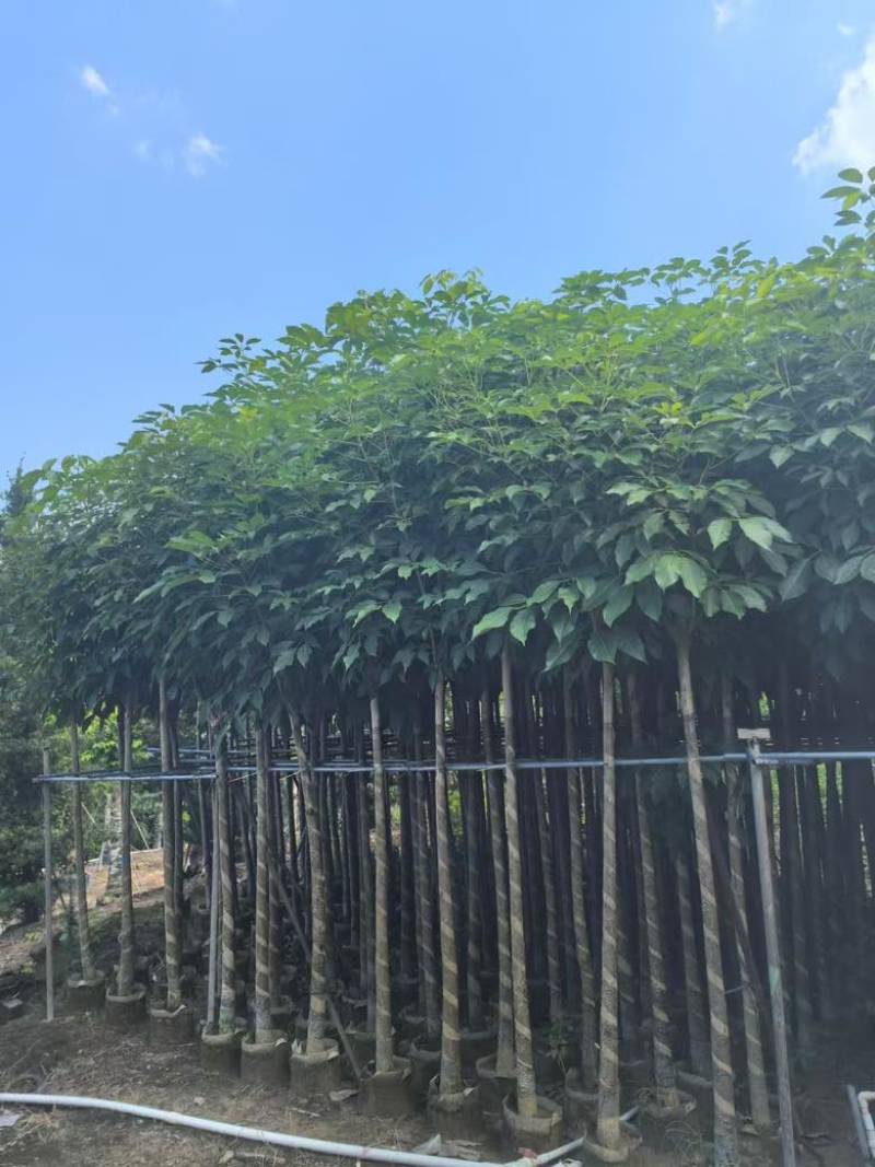 红花风铃木3-12，大量低价出售