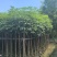 红花风铃木3-12，大量低价出售