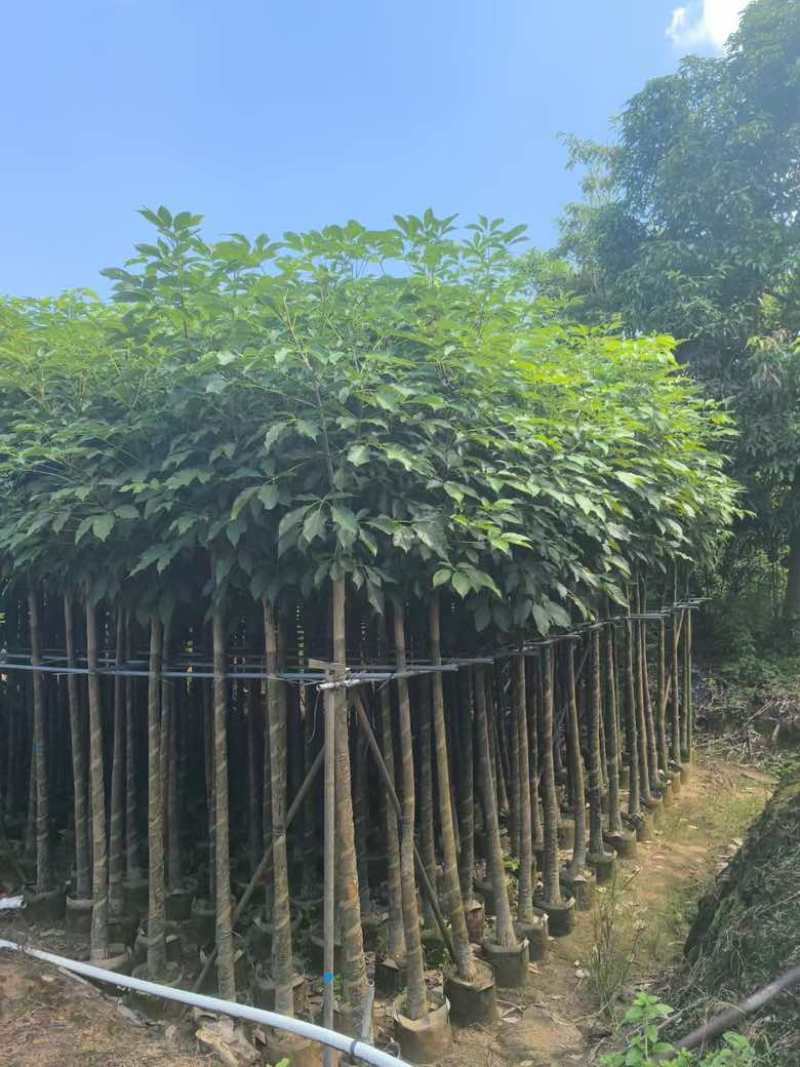 红花风铃木3-12，大量低价出售
