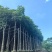 红花风铃木3-12，大量低价出售