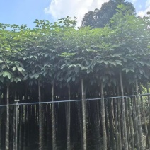 红花风铃木3-12，大量低价出售