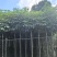 红花风铃木3-12，大量低价出售