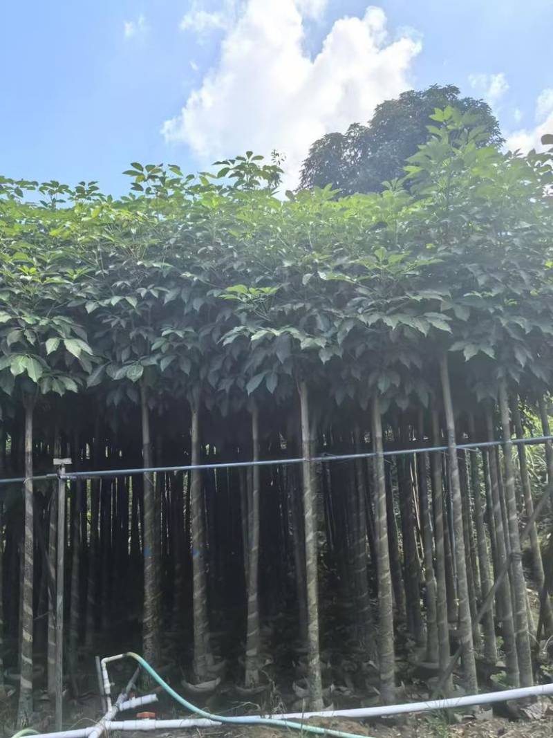 红花风铃木3-12，大量低价出售