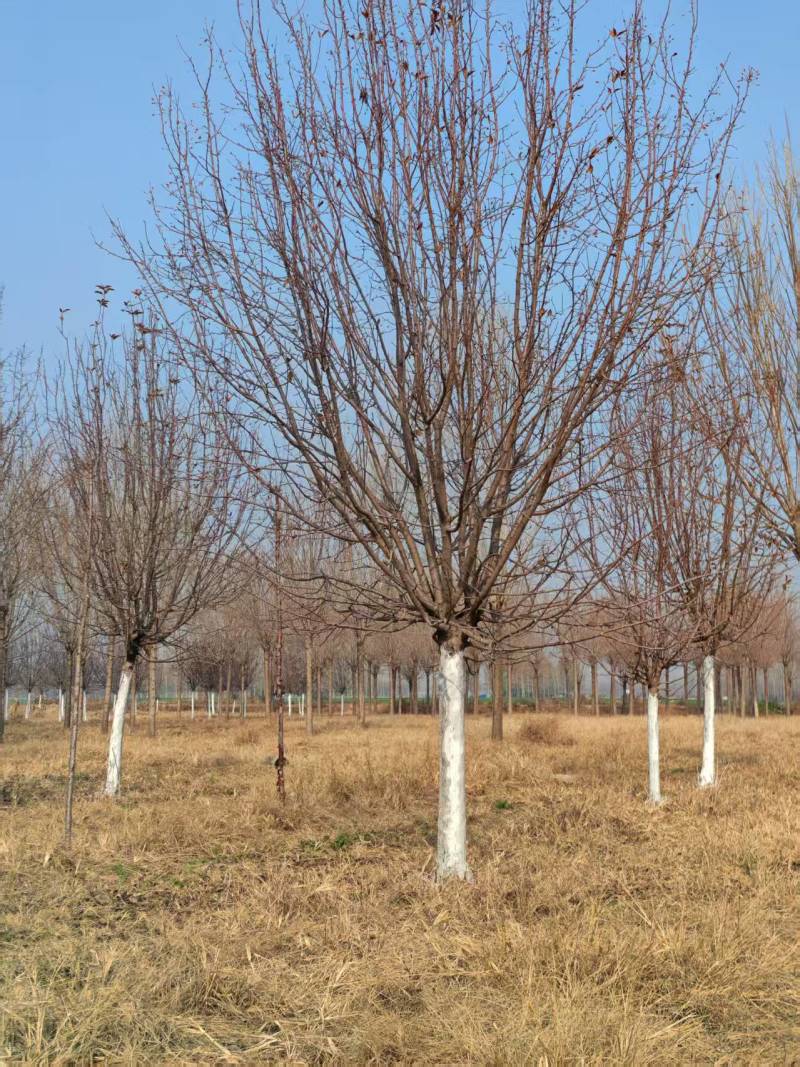绚丽海棠10-25公分