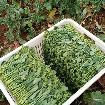 油菜苔