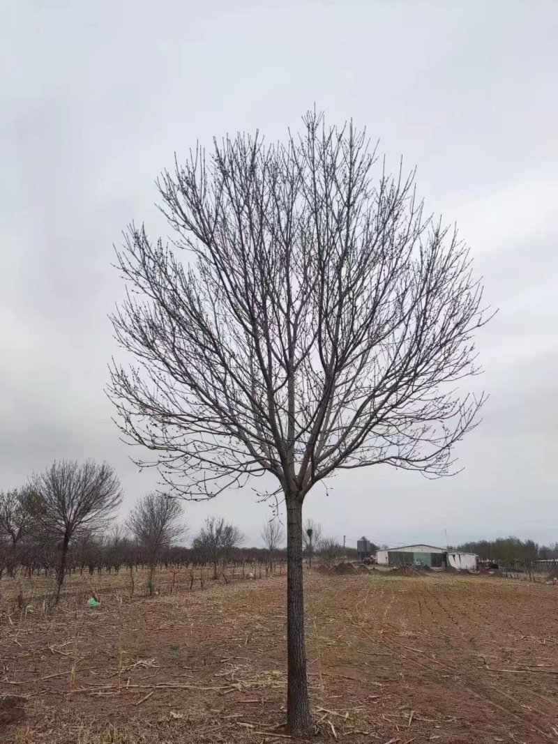 造型白蜡