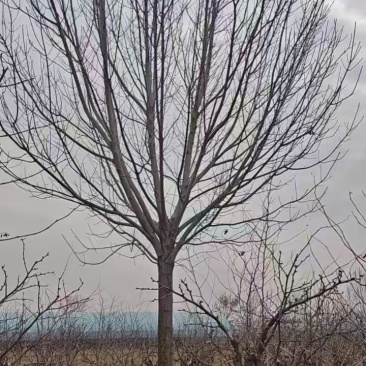 造型白蜡