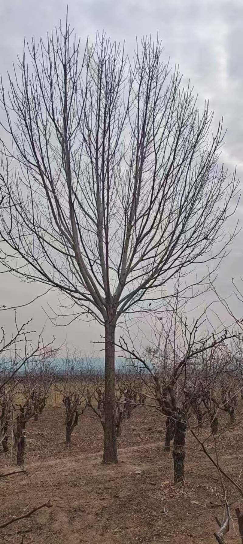 造型白蜡