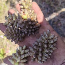 云南临沧松花粉