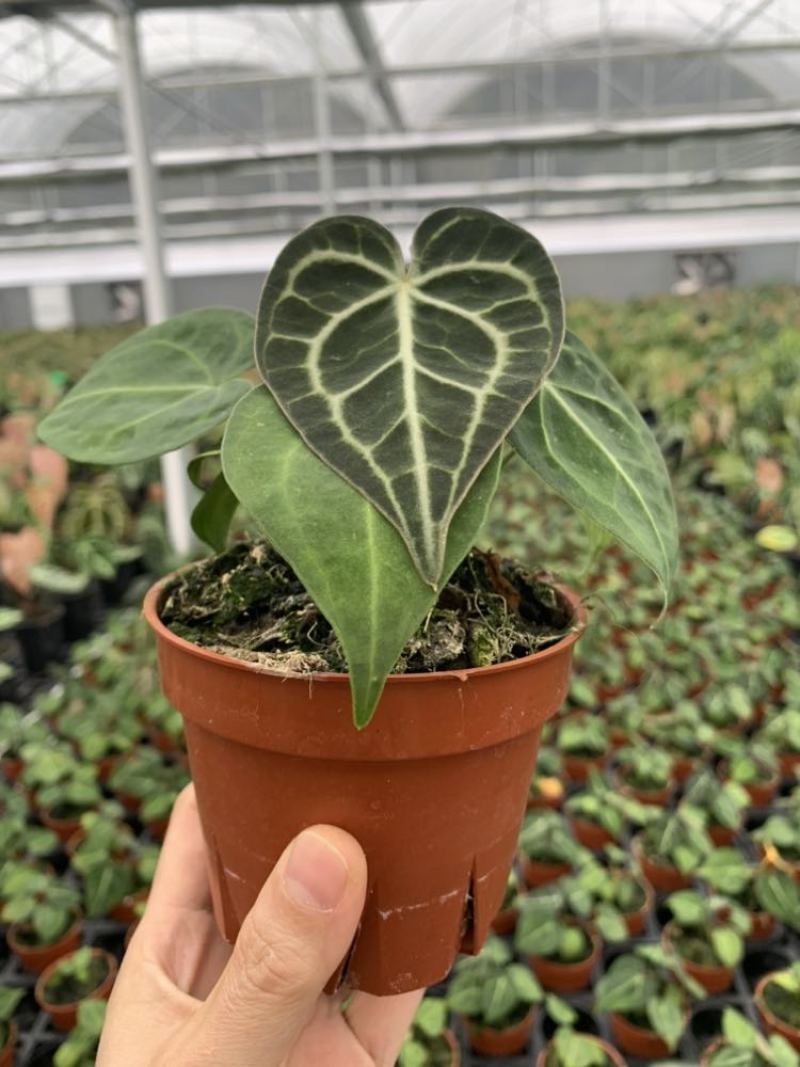 水晶花烛克莱恩自培品种，基地直供！