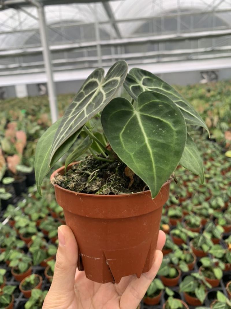 水晶花烛克莱恩自培品种，基地直供！