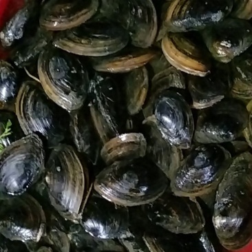河蚌