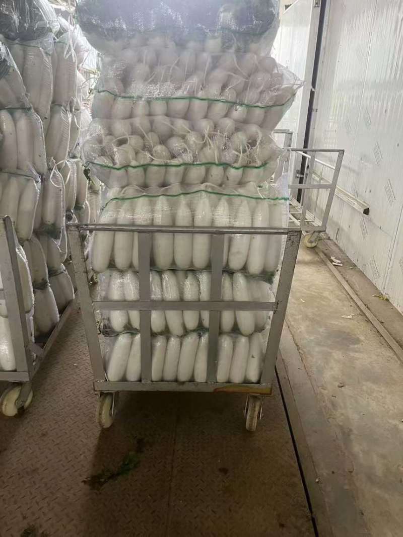 白萝卜萝卜货源充足保质保量欢迎订购