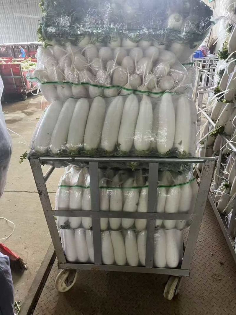 白萝卜萝卜货源充足保质保量欢迎订购