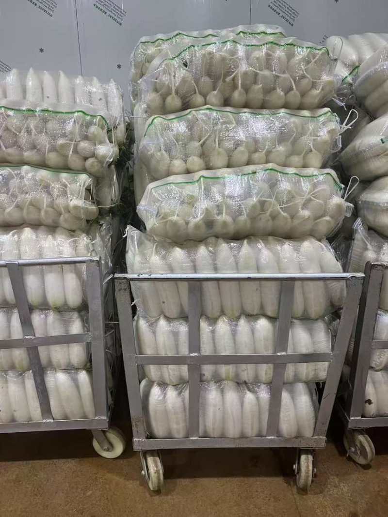 白萝卜萝卜货源充足保质保量欢迎订购