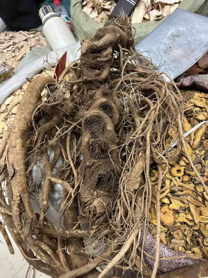 九眼独活，野生货数量多。鲜货2百斤起售，需要的老板联系