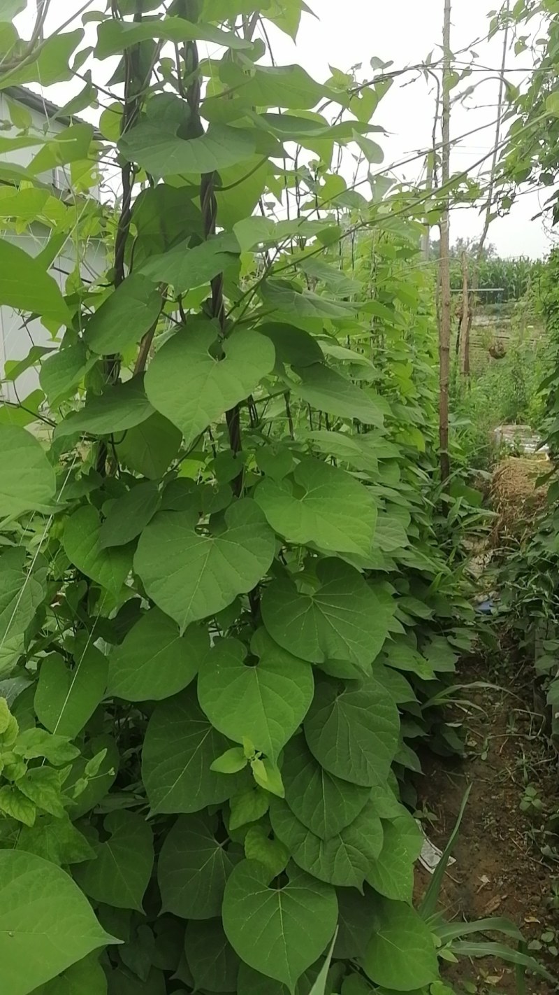 白首乌种苗（小苗）保证品质，包成活率。