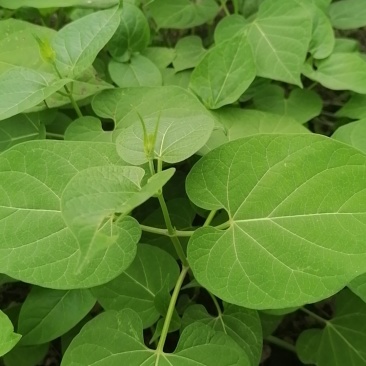 白首乌种苗（小苗）保证品质，包成活率。