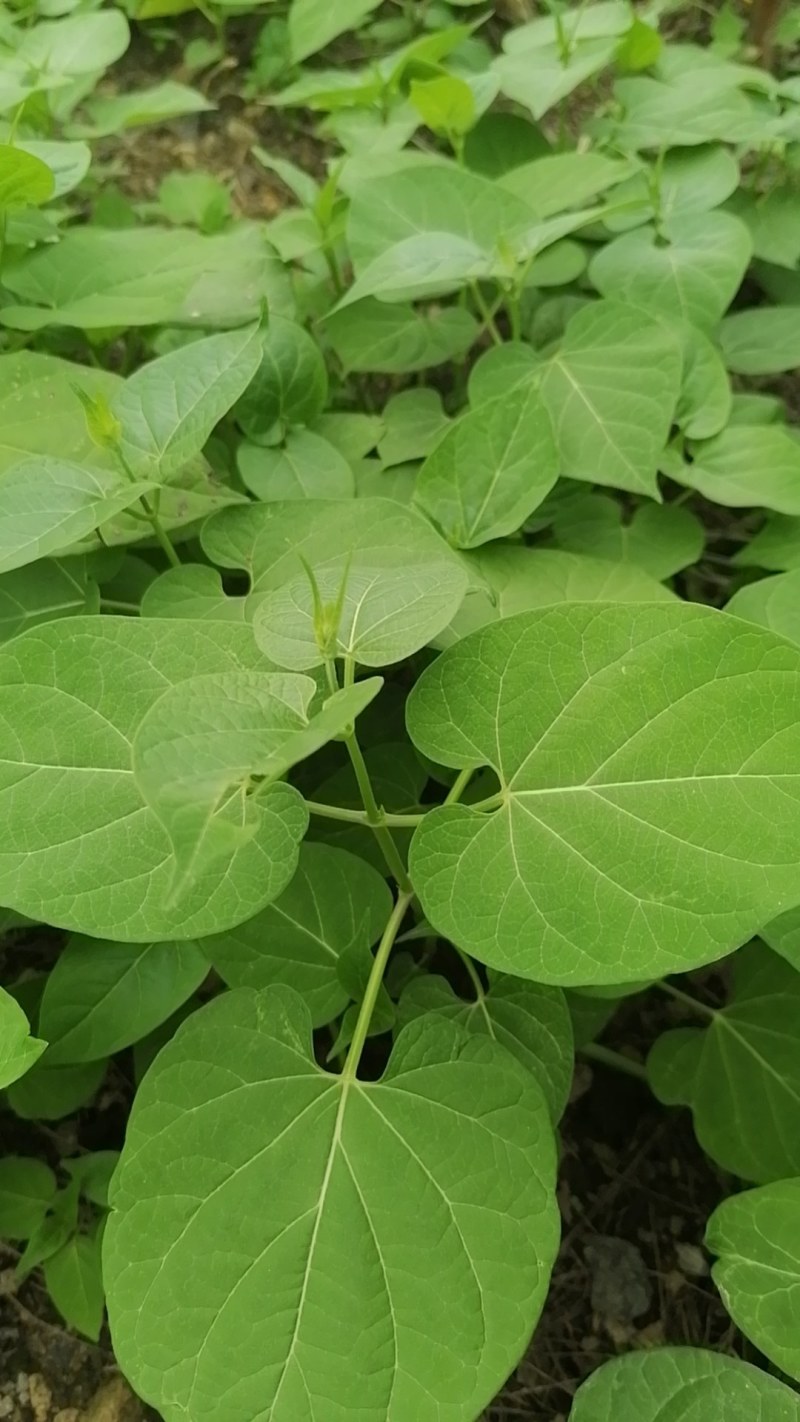 白首乌种苗（小苗）保证品质，包成活率。