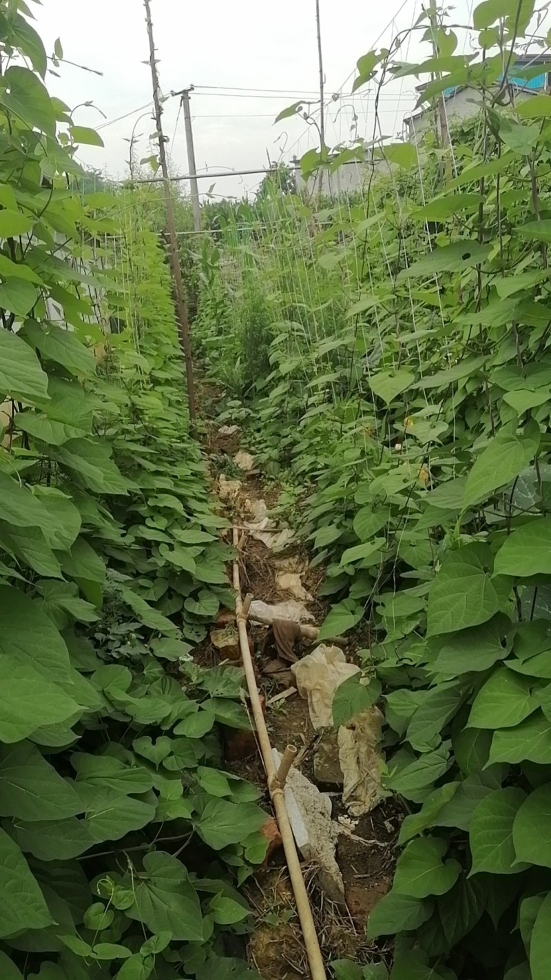 白首乌种苗（小苗）保证品质，包成活率。