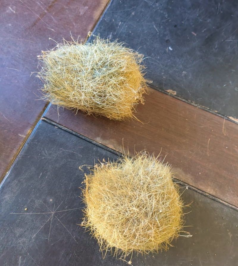 猪宝猪砂珍贵的中药材