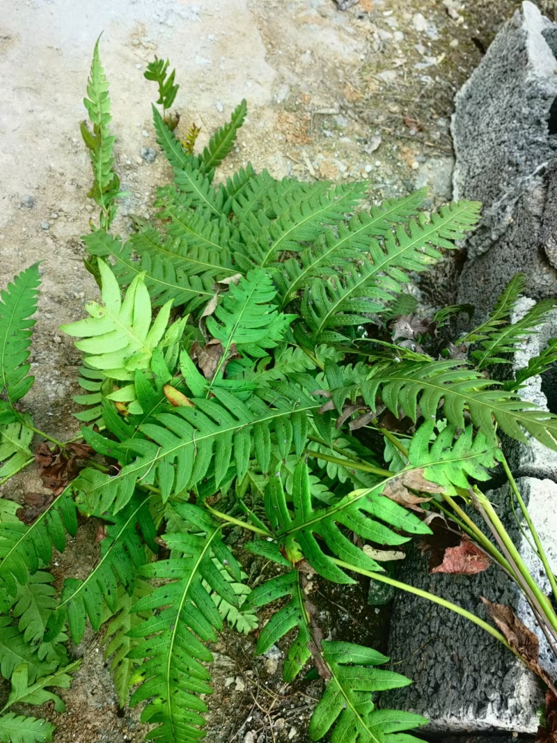 乌毛厥科狗脊