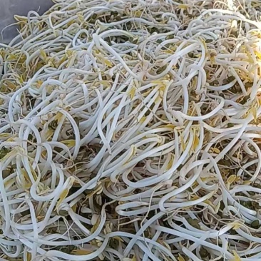 主营，批发，绿豆芽，笨豆芽，黄豆芽