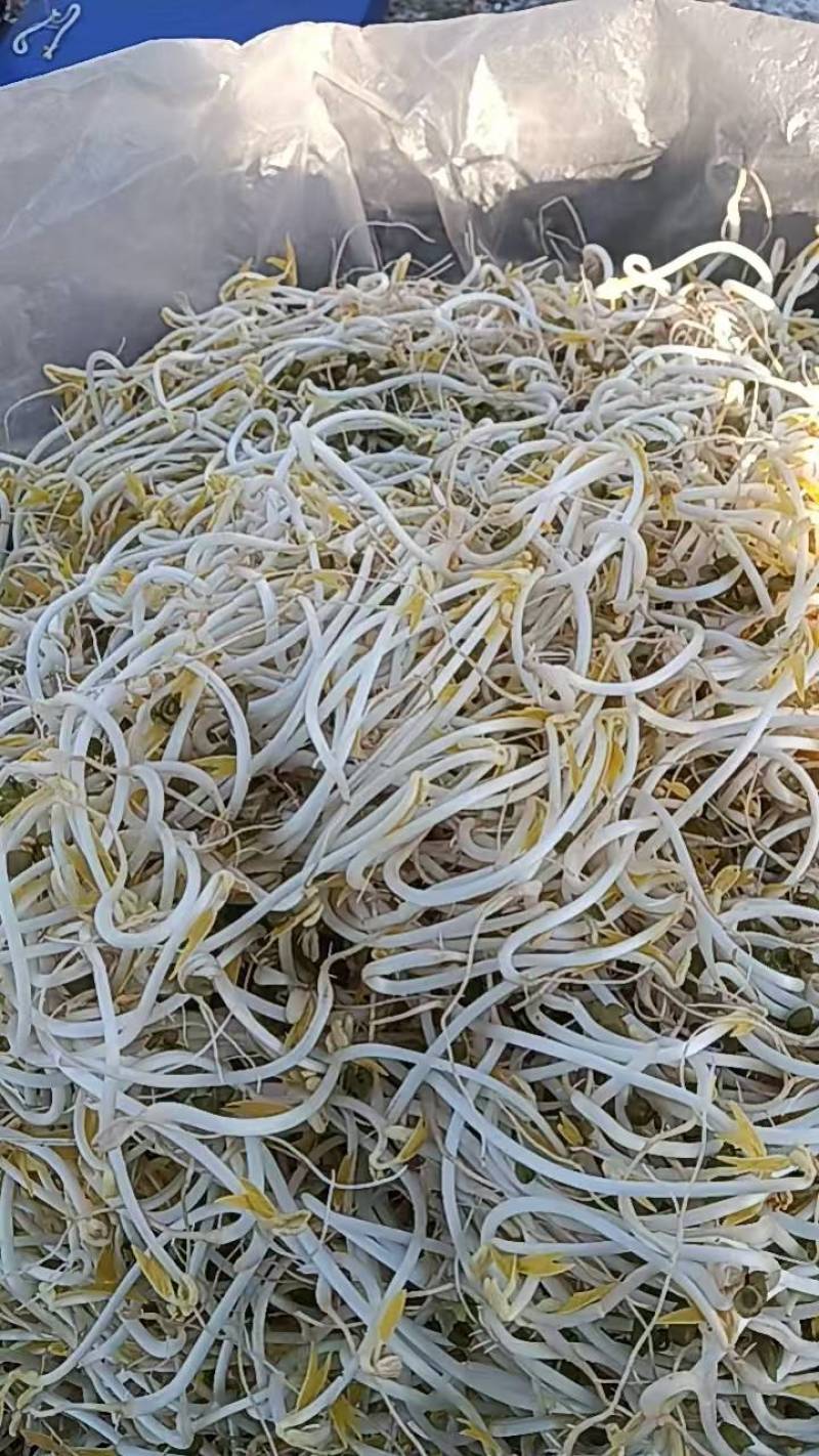 主营，批发，绿豆芽，笨豆芽，黄豆芽