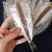 马步鱼一手货源大量现货量大从优