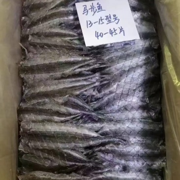 马步鱼一手货源大量现货量大从优
