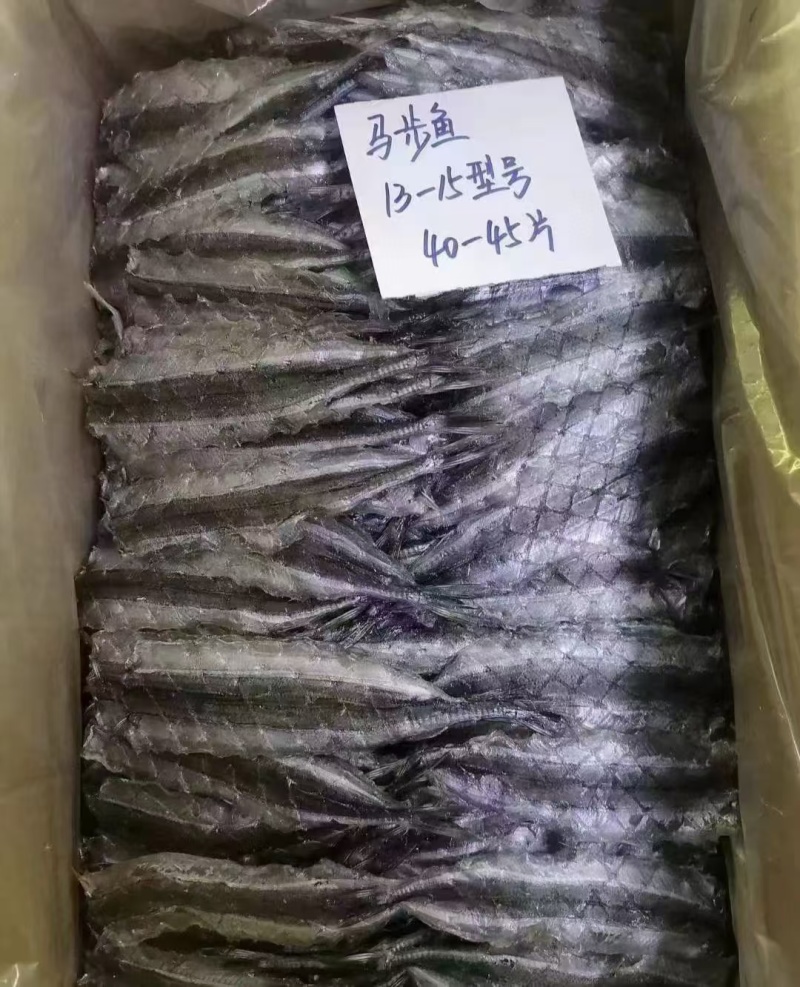 马步鱼一手货源大量现货量大从优