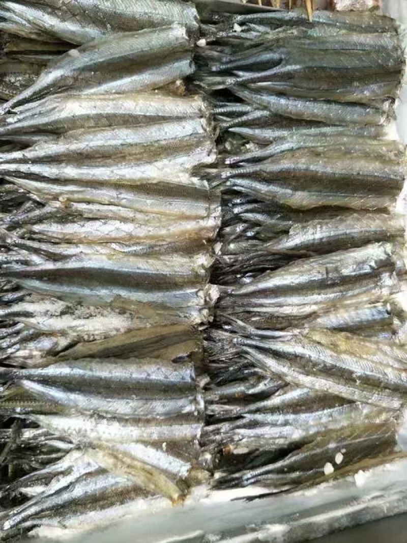 马步鱼一手货源大量现货量大从优