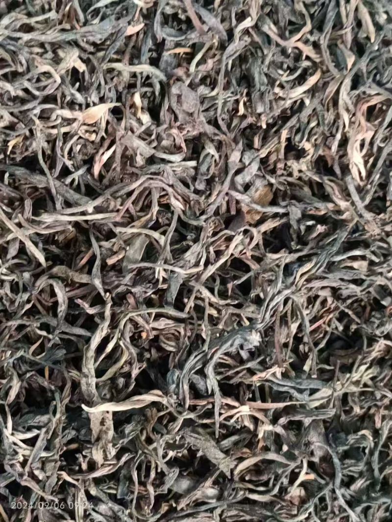 普洱散生，2019年易武正山老树茶