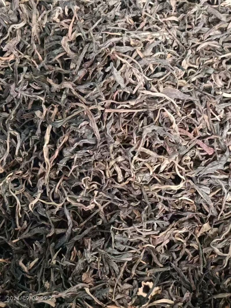 普洱散生，2019年易武正山老树茶
