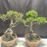 小叶赤楠盆景老桩树室内盆栽植物花卉办公室金丝楠木桌面小绿植
