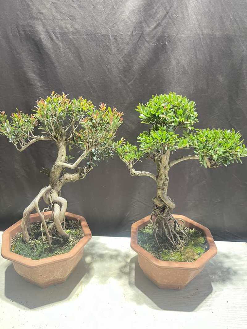 小叶赤楠盆景老桩树室内盆栽植物花卉办公室金丝楠木桌面小绿植