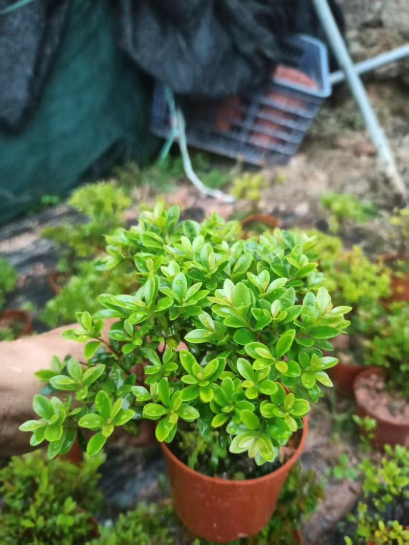 小叶赤楠盆景老桩树室内盆栽植物花卉办公室金丝楠木桌面小绿植