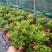 小叶赤楠盆景老桩树室内盆栽植物花卉办公室金丝楠木桌面小绿植