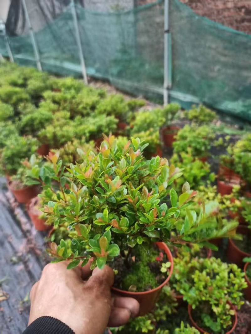 小叶赤楠盆景老桩树室内盆栽植物花卉办公室金丝楠木桌面小绿植