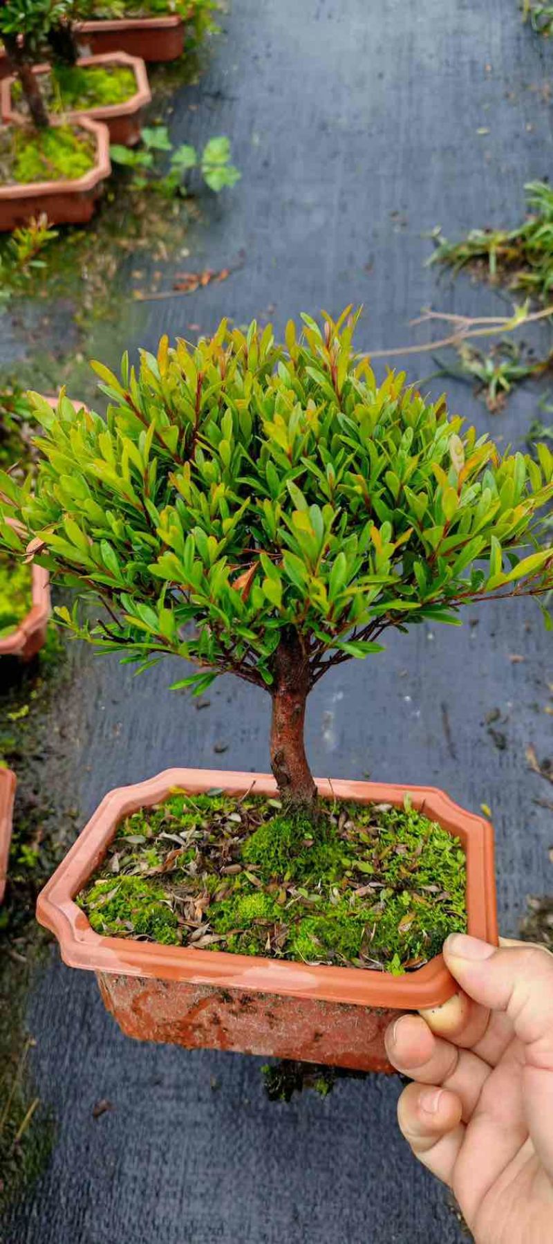 小叶赤楠盆景老桩树室内盆栽植物花卉办公室金丝楠木桌面小绿植