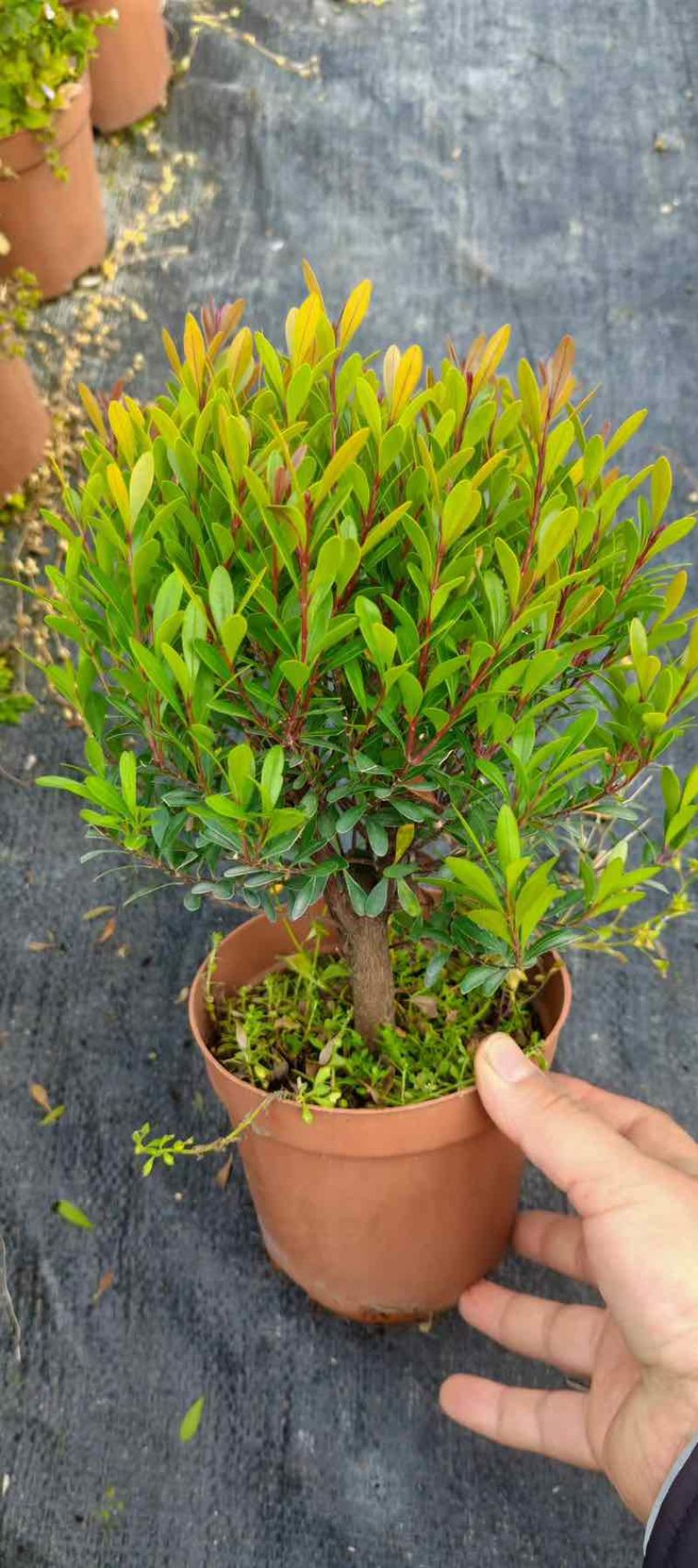小叶赤楠盆景老桩树室内盆栽植物花卉办公室金丝楠木桌面小绿植