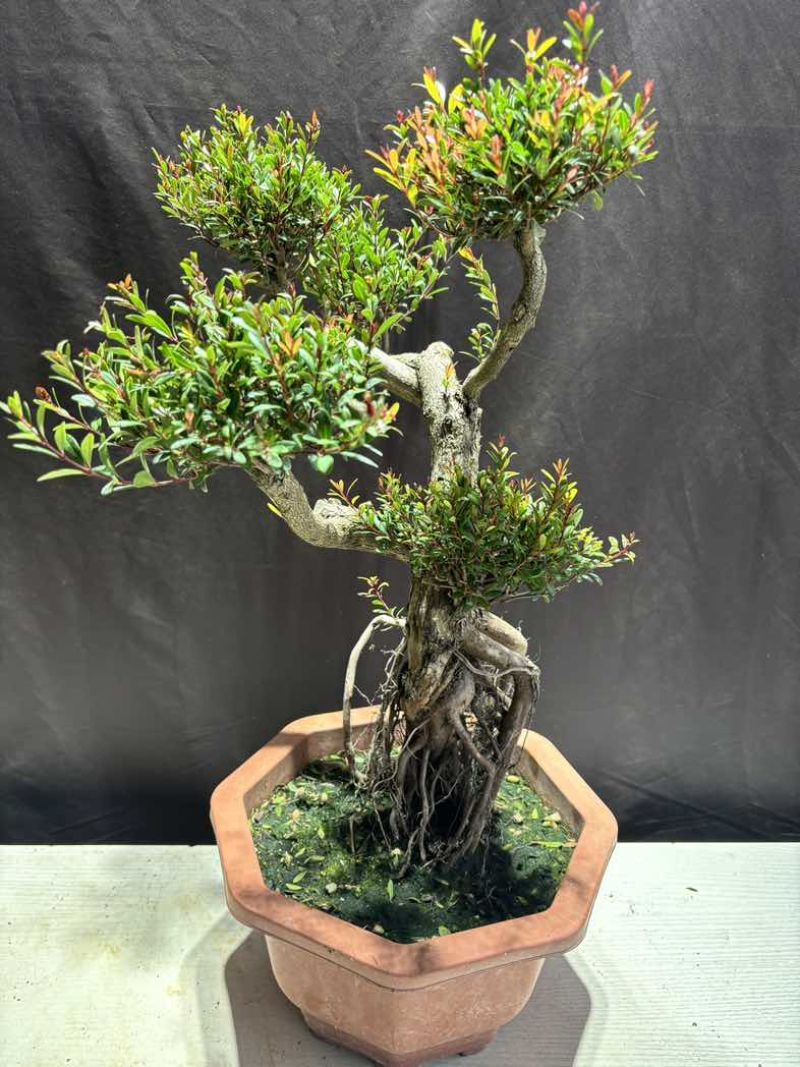 小叶赤楠盆景老桩树室内盆栽植物花卉办公室金丝楠木桌面小绿植
